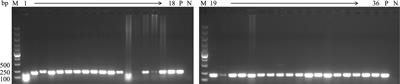 Isolation and genomic characterization of chicken infectious anemia virus in Jiangsu province of China during 2020–2022